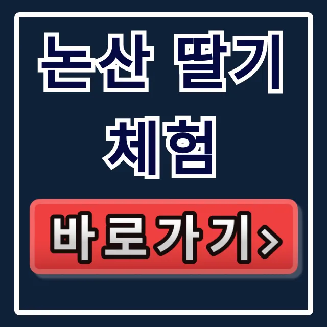 논산 딸기체험 예약! 행복해 농장 딸기 구매 꿀팁