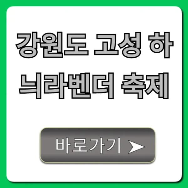 강원도 고성 하늬라벤더 축제 꿀팁 완벽 가이드