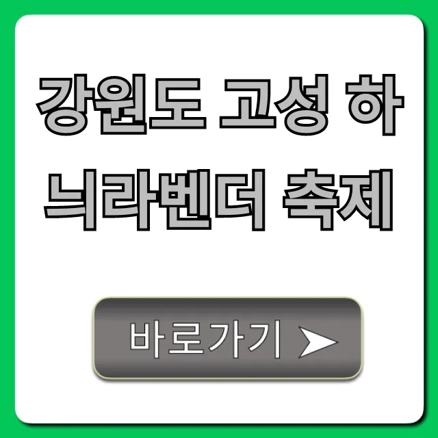 강원도 고성 하늬라벤더 축제 꿀팁 완벽 가이드