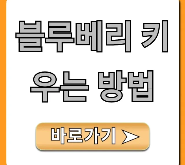 블루베리 키우는 방법, 초보도 달콤 열매 맺는 꿀팁!
