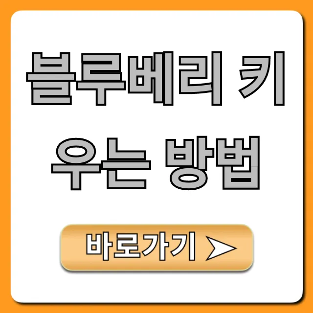 블루베리 키우는 방법, 초보도 달콤 열매 맺는 꿀팁!