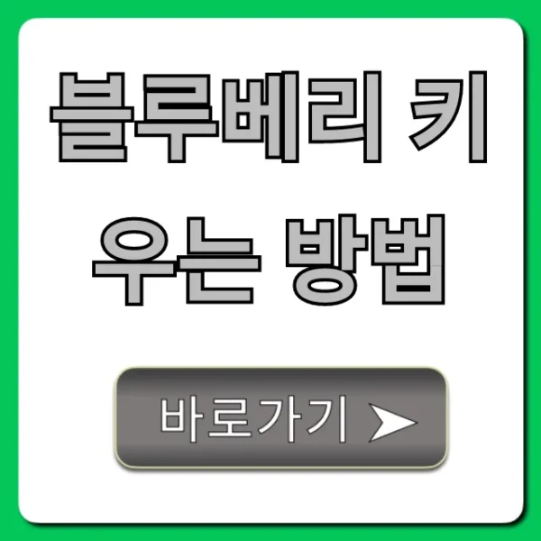 블루베리 키우는 방법, 초보도 성공하는 꿀팁 총정리