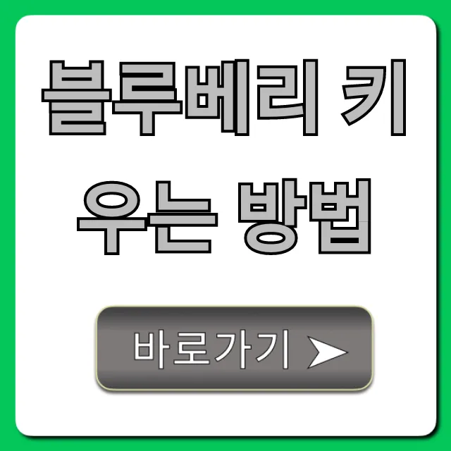 블루베리 키우는 방법, 초보도 성공하는 꿀팁 총정리